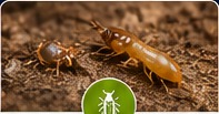 Pest Control professional resource category